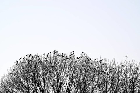 Carrion crow