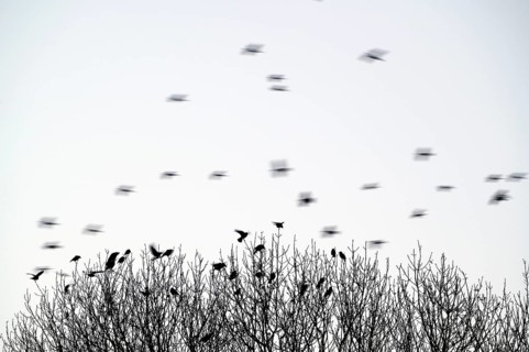 Carrion crow