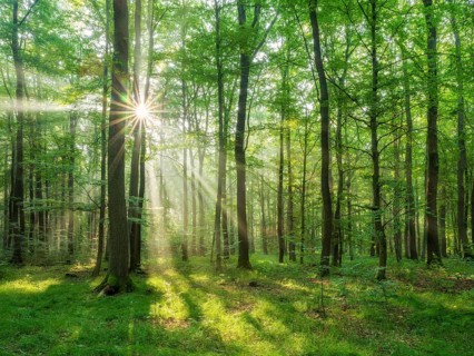 Light-flooded natural beech forest on the Finne mountain range