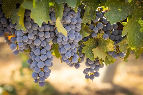 Beautiful lush wine grape in the vineyard