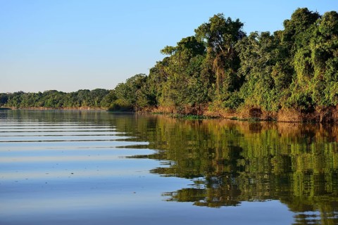 Jungle on the banks of the Rio Sao Lourenco