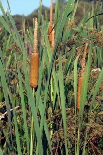 Common bulrush