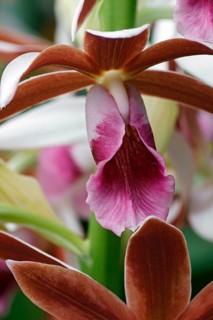 Greater Swamp-orchid