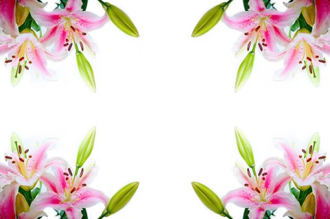 Lily flowers corner frame over white background copyspace