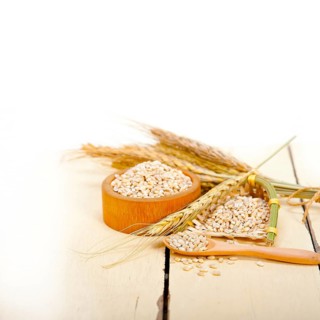 Organic barley grains over rustic wood table macro closeup