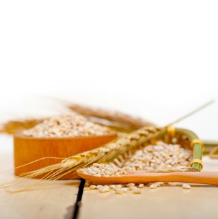 Organic wheat grains over rustic wood table macro closeup