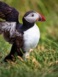 Single puffin
