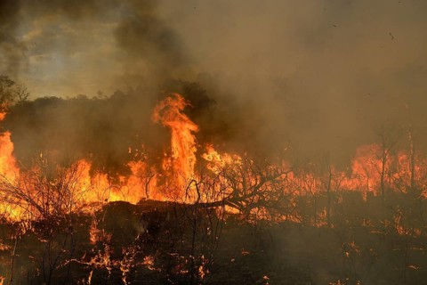 Burning vegetation in a bushfire