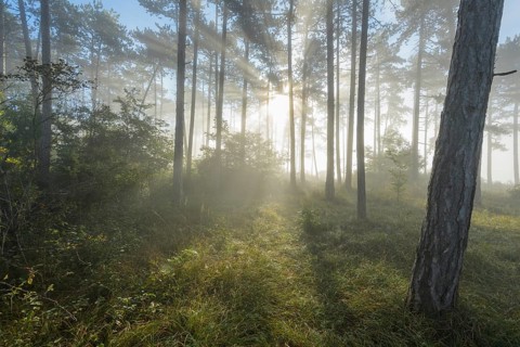 Forest in the morning with fog and sun
