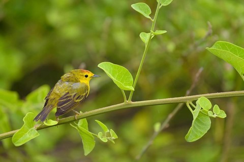 Yellow yellow warbler