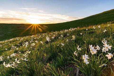 Poet's daffodil
