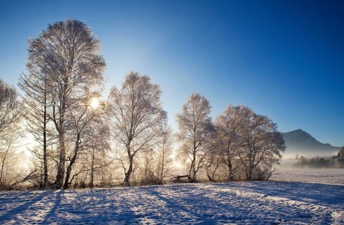 Sunbeams shining through a snow-covered group of warty birch