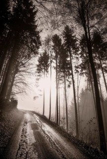 Forest road leads through a foggy forest in backlight
