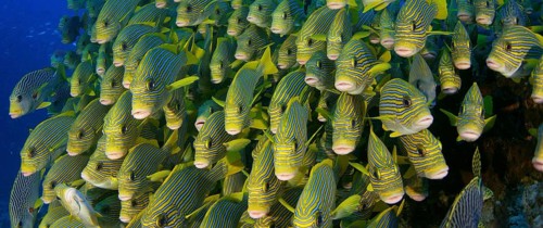 Very big school of Ribboned sweetlips