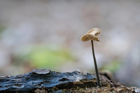 Marasmius alliaceus