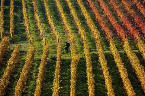 Cyclist