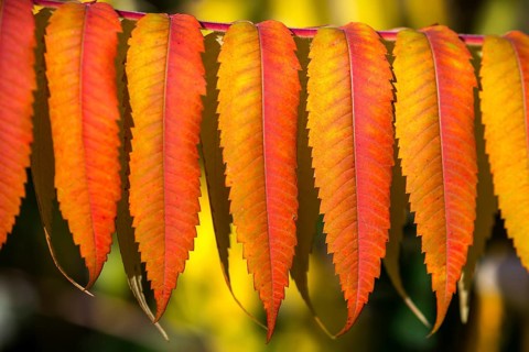 Leaf of the staghorn sumac