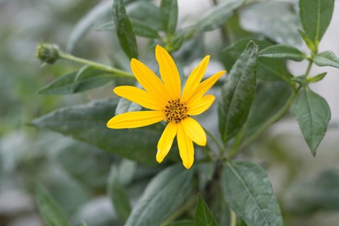 Jerusalem artichoke