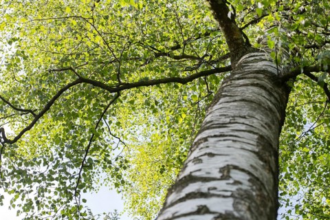 Warty birch
