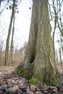 Water pot in old tree