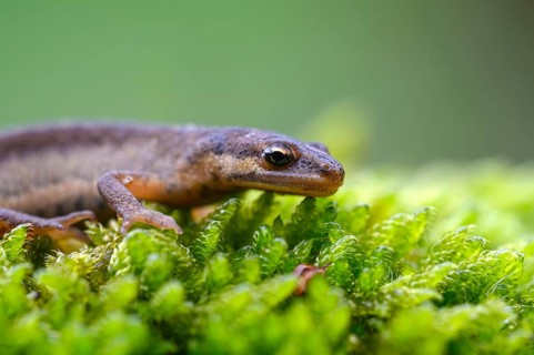 Common newt