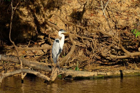 Cocoi heron