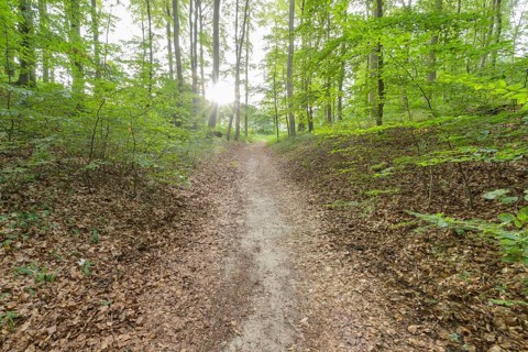 Forest path