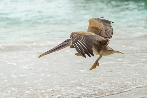 Brown pelican