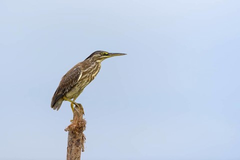 Striated heron