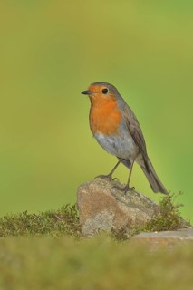 European robin
