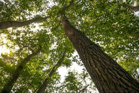 Black alder