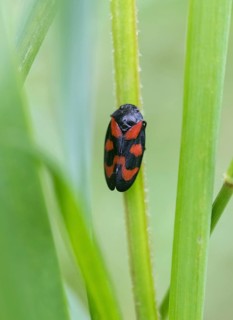 Red-and-black froghopper