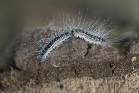 Oak processionary moth