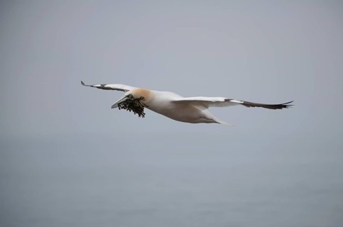 Northern gannet