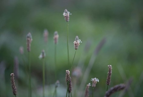 Ribwort plantain