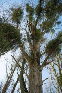 European mistletoe