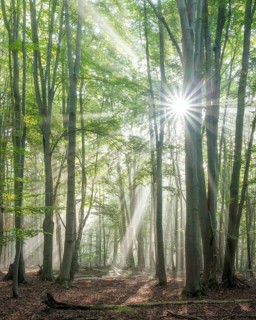 Light-flooded natural old beech forest with deadwood