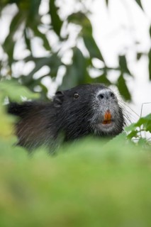 Nutria
