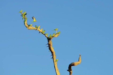 Monk parakeets