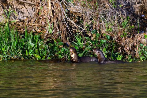 Three giant otter