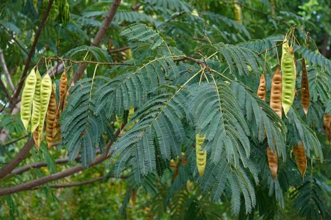 Silktree