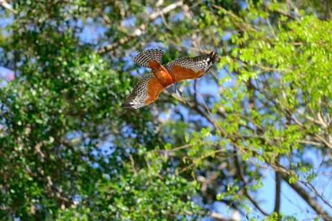 Ringed kingfisher