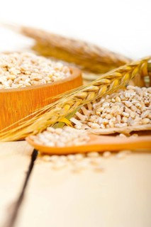 Organic barley grains over rustic wood table macro closeup