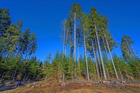 Typical pole forest
