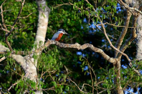 Ringed kingfisher