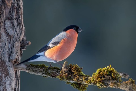 Bullfinch or eurasian bullfinch