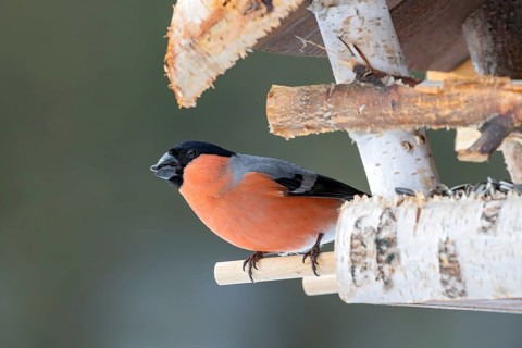 Eurasian bullfinch