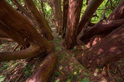 Old great cypress tree inside