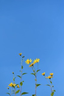 Jerusalem artichokes with blossom