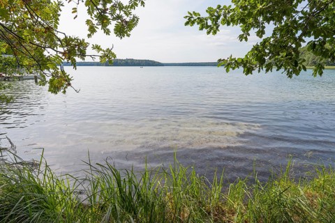 Lakeside in summer